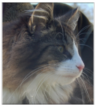 chat norvegien male Prince