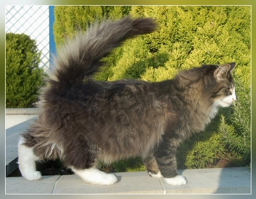 chat norvegien mêle Cashmere