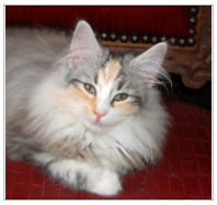 chat norvegien femelle