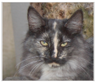 chat norvegien femelle DARLING