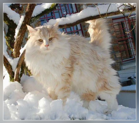 chat norvegien neutre Diego