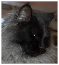 chat norvegien Dixie
