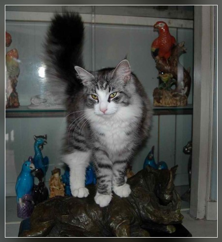 chat norvégien