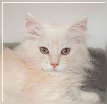 femelle chat norvégien