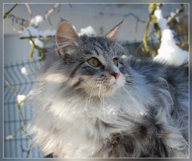 chat norvegien mâle Foebus