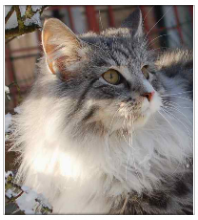 chat norvegien male Prince