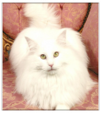 chat norvegien male Prince