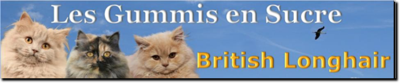 chat britishr les gummis en sucre longhair