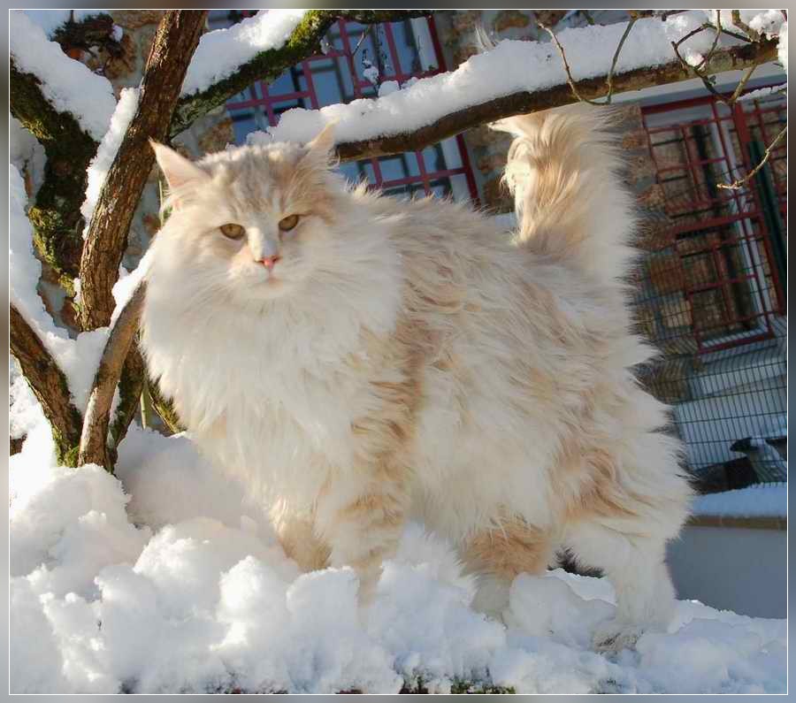 chat norvegien neutre Diego