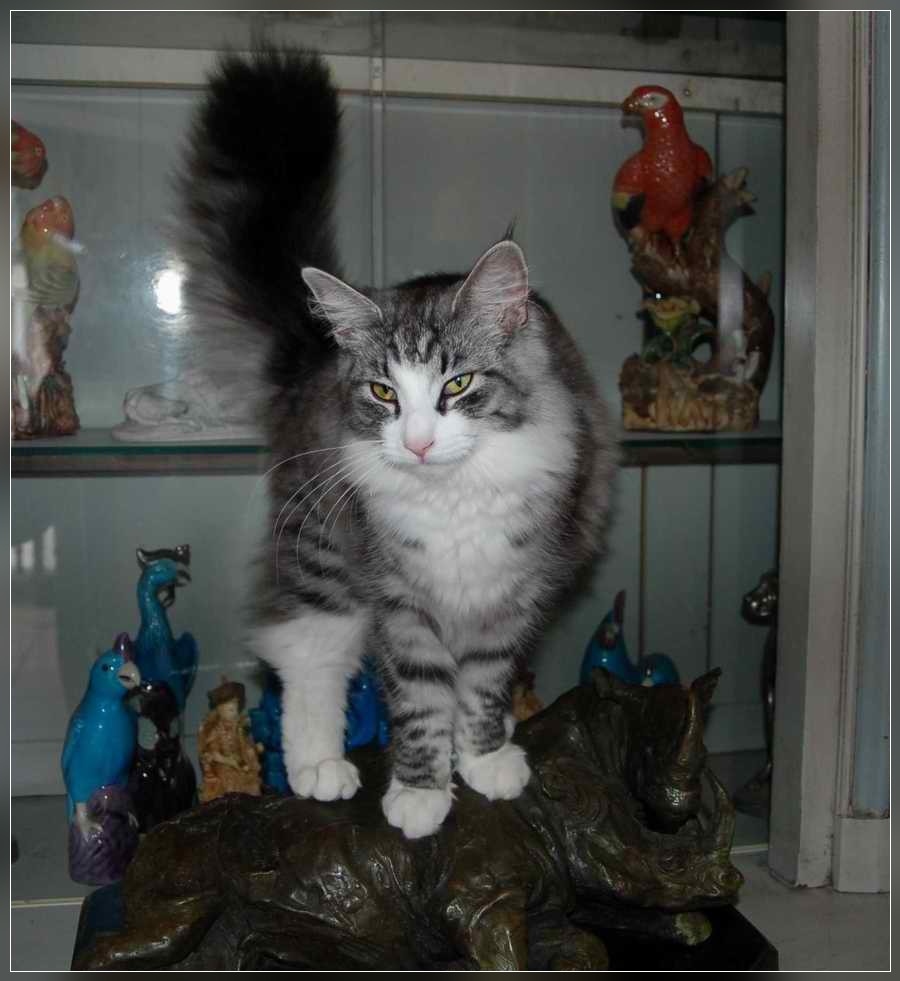 chat norvégien