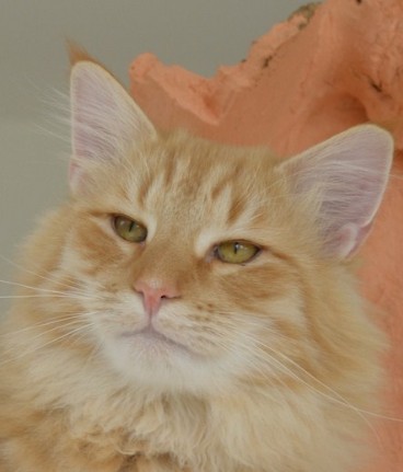 chat male norvegien 