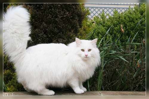 chat norvegien mle Prince