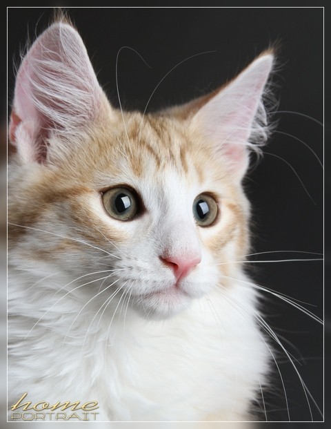 chat norvegien male Andy