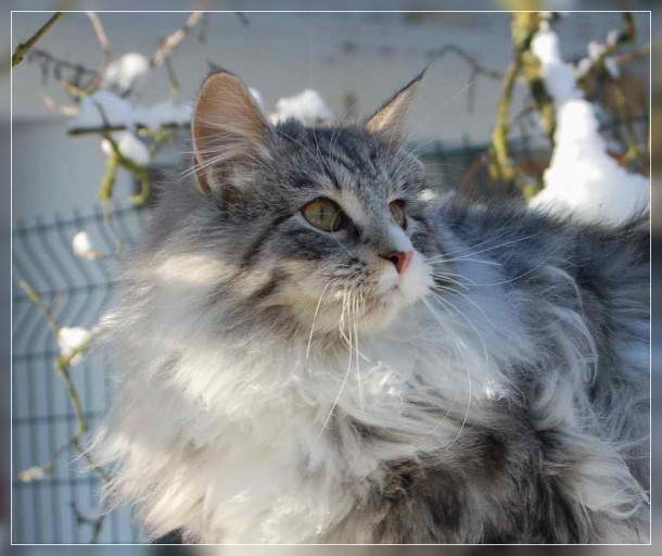 chat norvegien mle Foebus