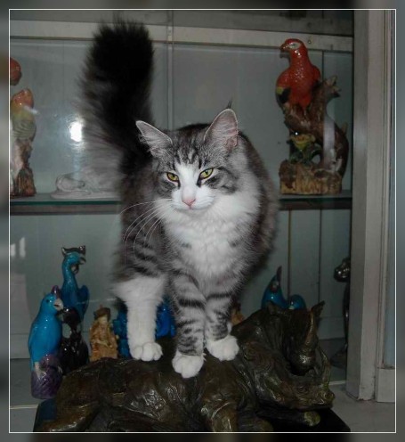 chat norvgien