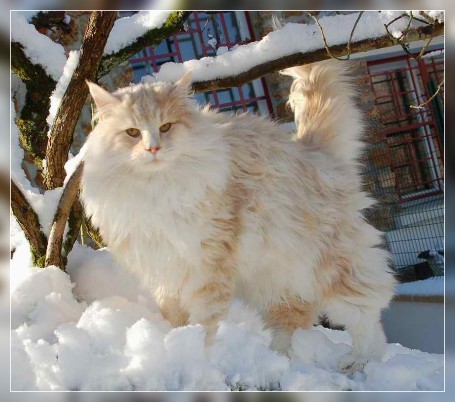 chat norvegien neutre Diego