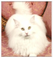 chat norvegien male Prince