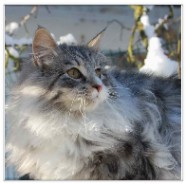 chat norvegien male