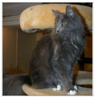chat norvegien femelle