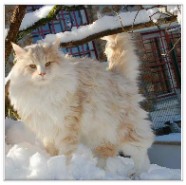 chat norvegien male