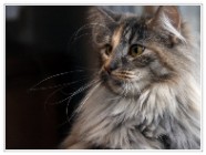 chat norvegien femelle