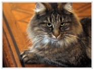 chat norvegien femelle Arendyl