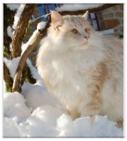chat norvegien male Prince