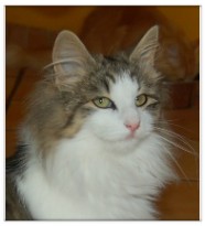 chat norvegien Dora Doll